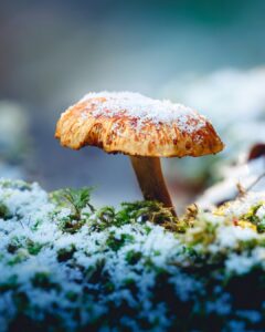 Micro-Influencer Marketing: The $50B Opportunity for Small Brands