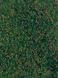 Micro-Influencer Marketing: The Small-Budget Strategy for Big Results